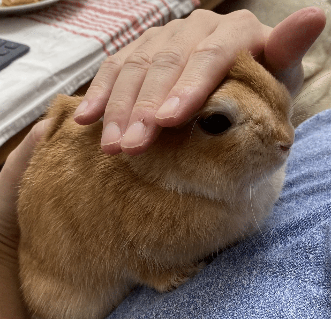 週刊うさぎニュース だっこ 10 14 なおや Note 週刊うさぎニュース だっこ 10 14 なおや Note