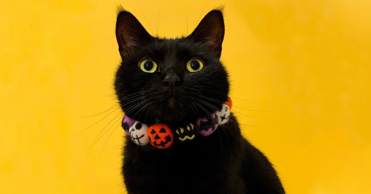 ハロウィン首輪の作り方 フェルトボール 猫に手芸 じゅうはん書店 Note