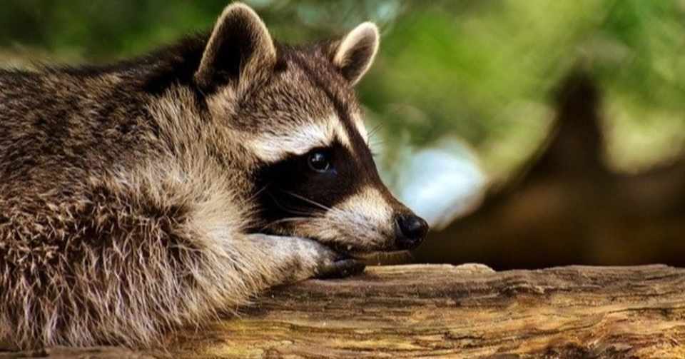 アライグマに似てる おはなとはちこ Note