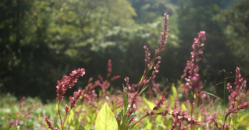 わたしの中の藍について