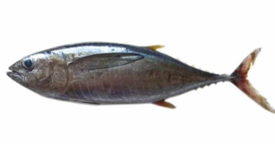 マグロの糖質とカロリーが1秒でわかる ダイエット向き 糖質制限ダイエットshiru2 Note