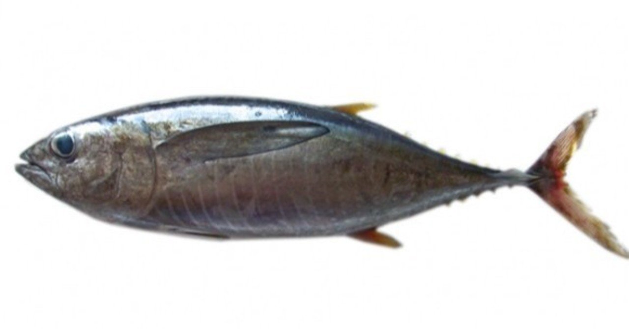 マグロの糖質とカロリーが1秒でわかる ダイエット向き 糖質制限ダイエットshiru2 Note