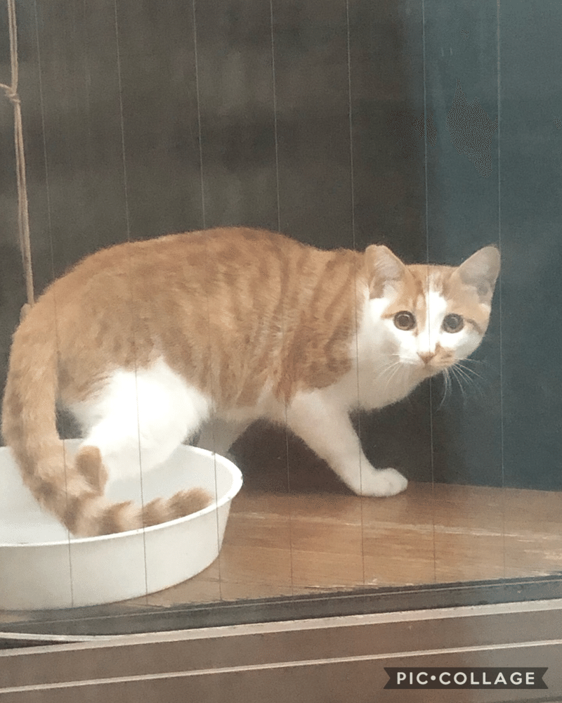 保護した猫 星 めぐみ Note