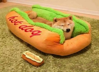 柴犬cm の新着タグ記事一覧 Note つくる つながる とどける
