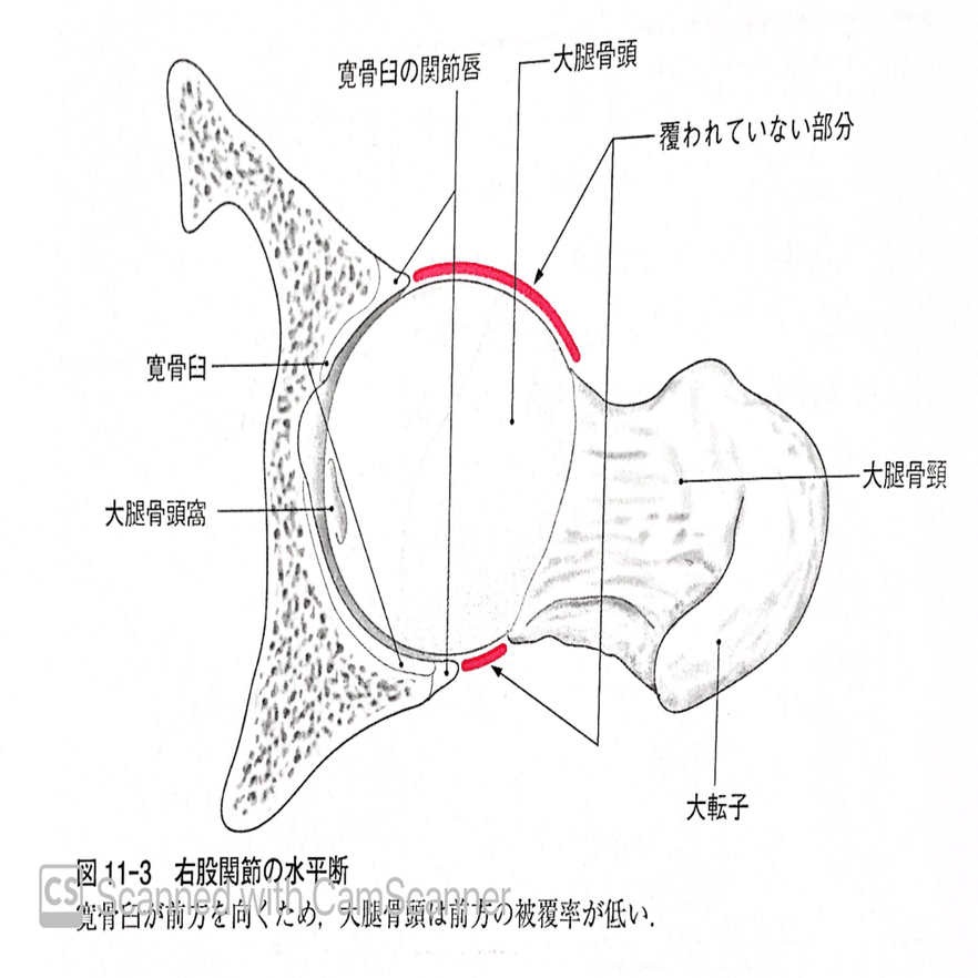 股関節学 股関節学 - 株式会社 金芳堂