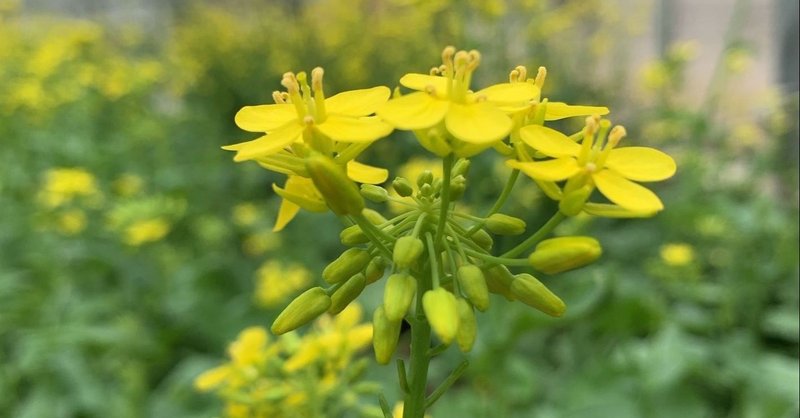 大学院生にインタビュー 私が大学で やりたいこと に出会うまで 東北大学サイエンス エンジェル Note