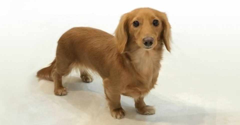 犬を飼うと掃除が大変 犬を飼うまでにそろえたい便利グッズ でこたん Note