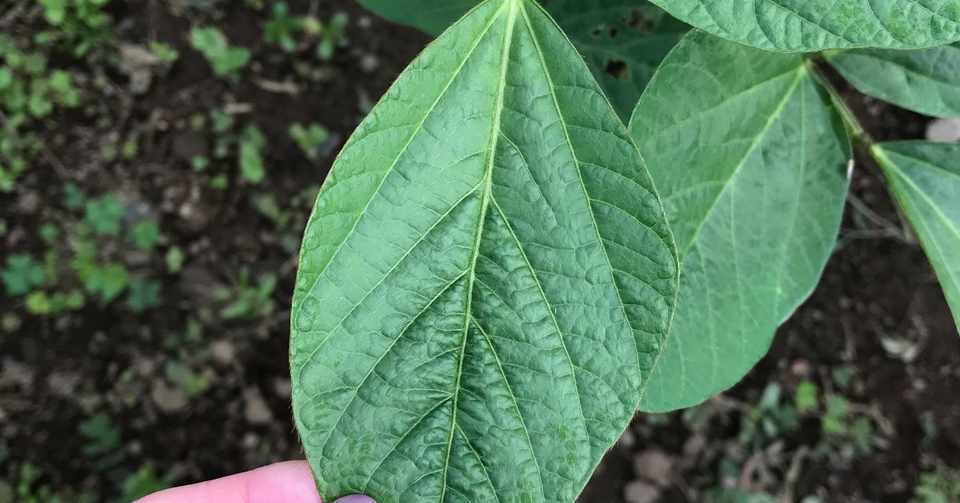 大豆の成長 Naturepower St Note