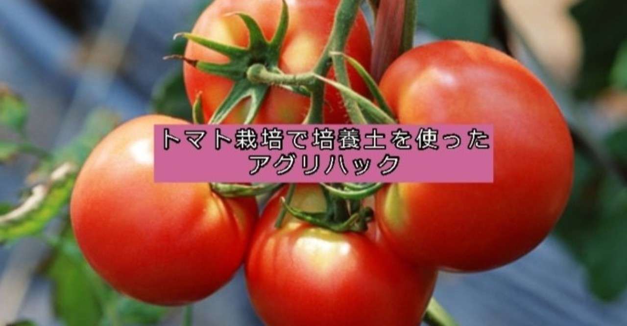 トマト栽培で培養土を使ったアグリハック コト起こし未来塾 地方で起業やキャリアを考える社会人のための情報を発信 Note