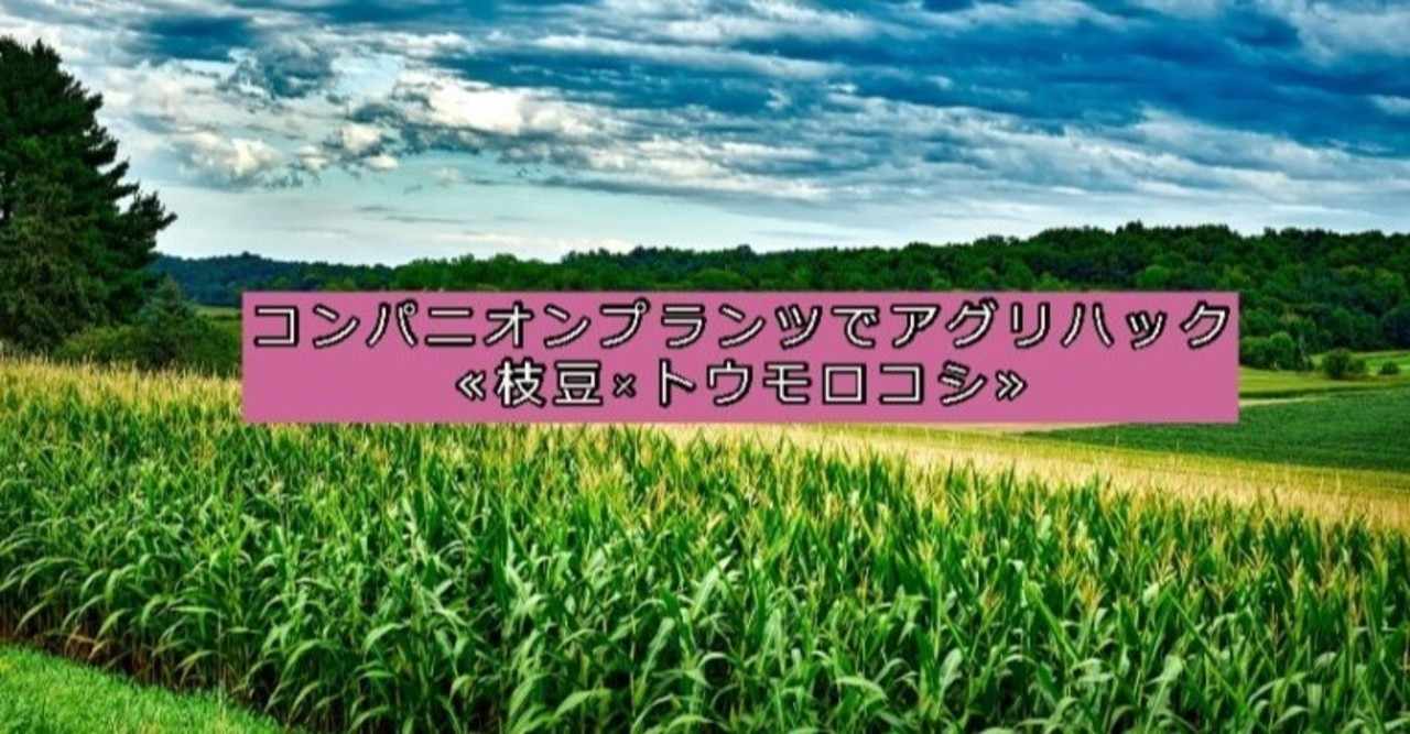 コンパニオンプランツでアグリハック 枝豆 トウモロコシ コト起こし未来塾 地方で起業やキャリアを考える社会人のための情報を発信 Note