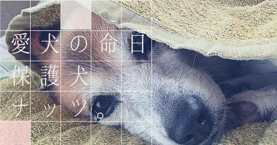 愛犬の命日 保護犬ナッツ Amana Co Note
