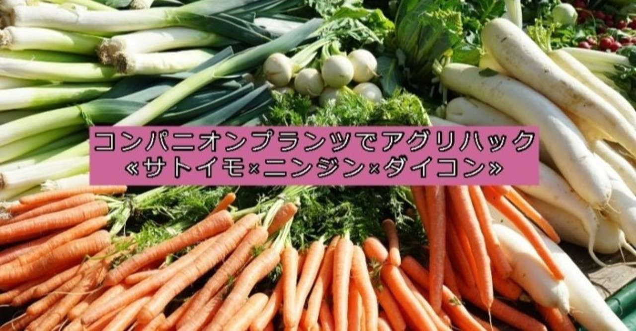 コンパニオンプランツでアグリハック サトイモ ニンジン ダイコン コト起こし未来塾 地方で起業やキャリアを考える社会人のための情報を発信 Note