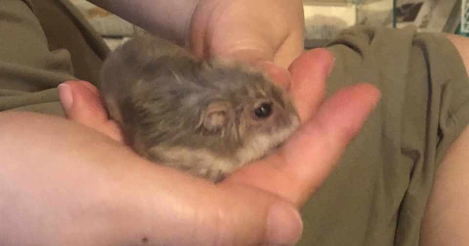 白内障のジャンガリアンハムスター ことのな Note