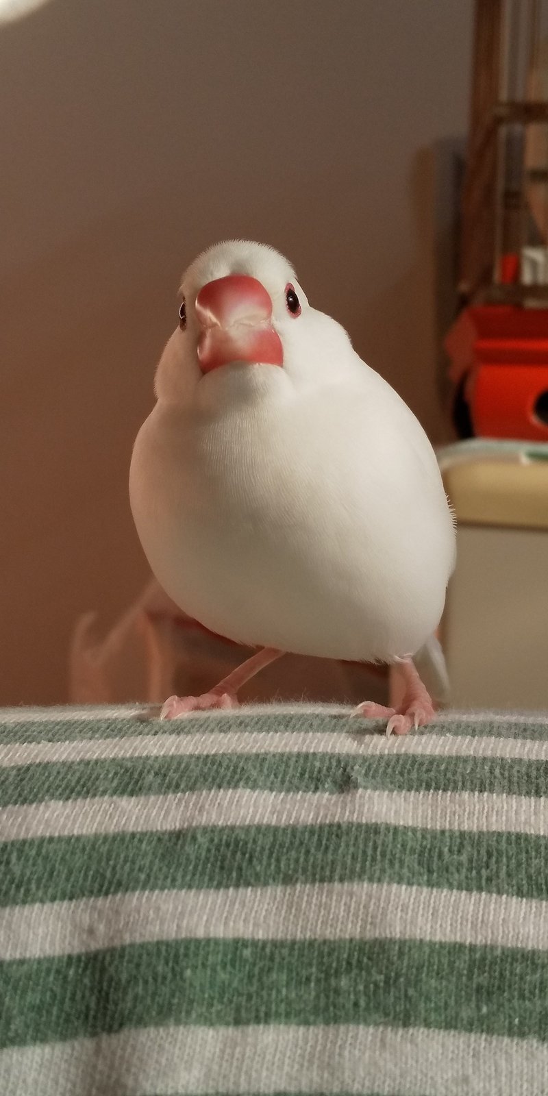文鳥のお話 タコ Note 文鳥のお話 タコ Note