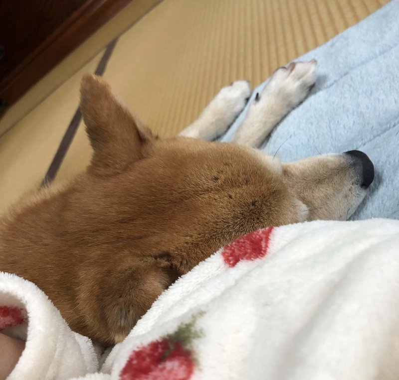 10月11日 日曜日 犬と犬 前野マエ Note