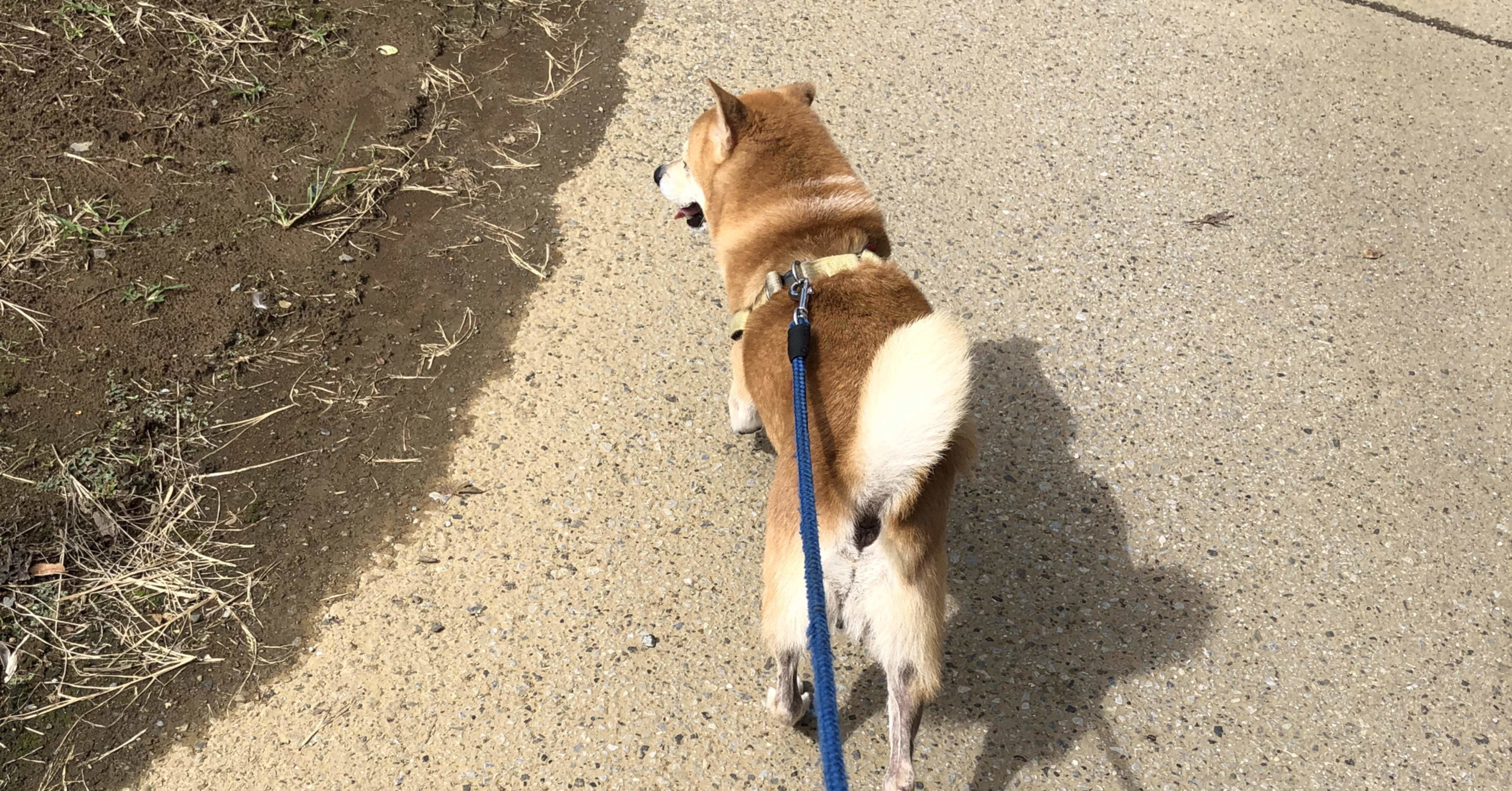 10月11日 日曜日 犬と犬 前野マエ Note 10月11日 日曜日 犬と犬 前野マエ Note