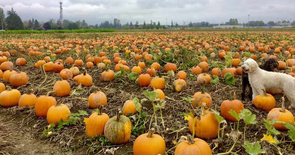 パンプキンパッチへハロウィン用カボチャ狩りに行ってきた Jocoropen Note