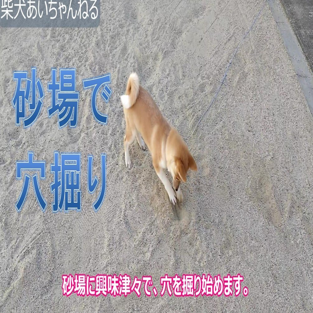 子犬は 砂場が大好き 犬山翔太 Note