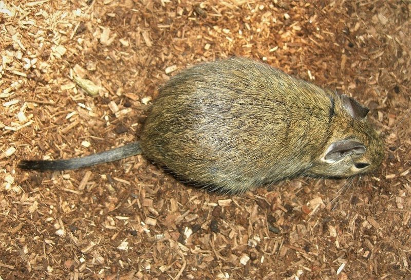 デグー 飼い 方 デグーのおすすめペレット 与える量や与え方など