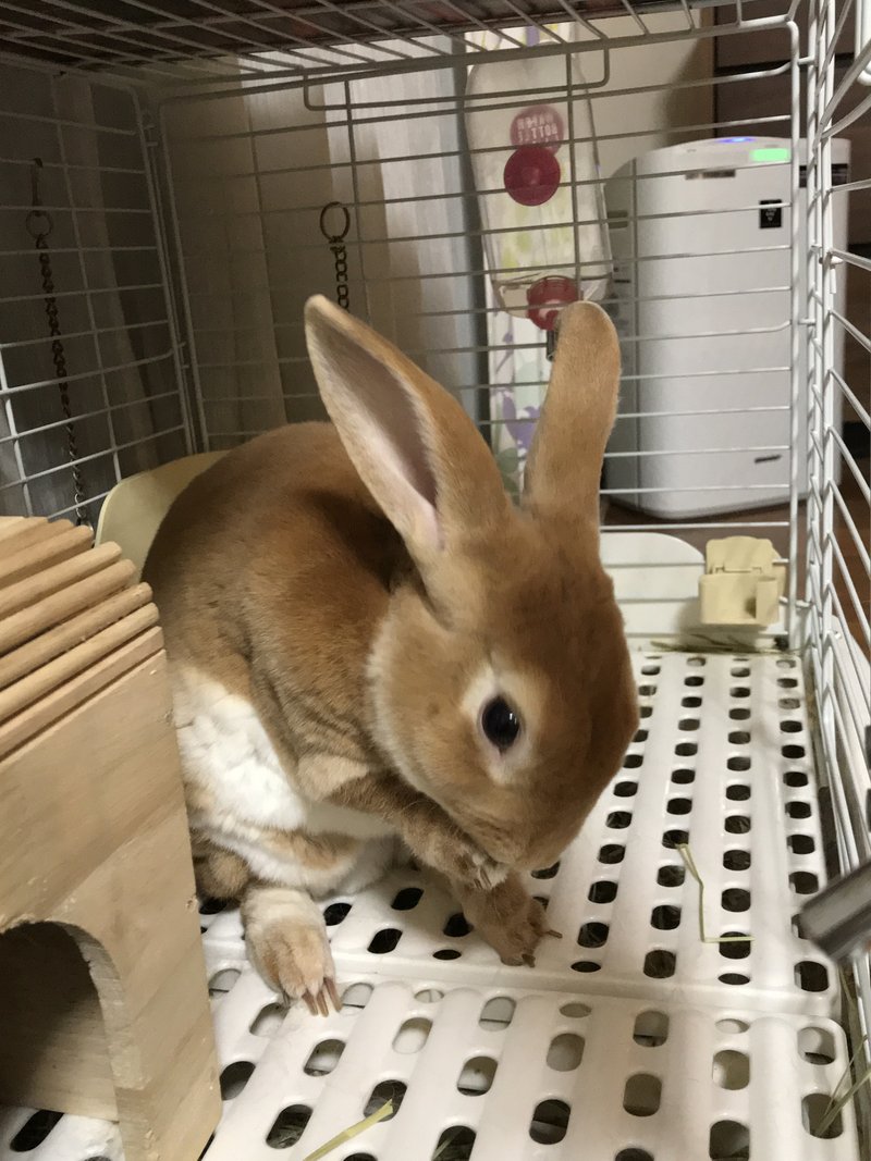 ミニレッキス の新着タグ記事一覧 Note つくる つながる とどける