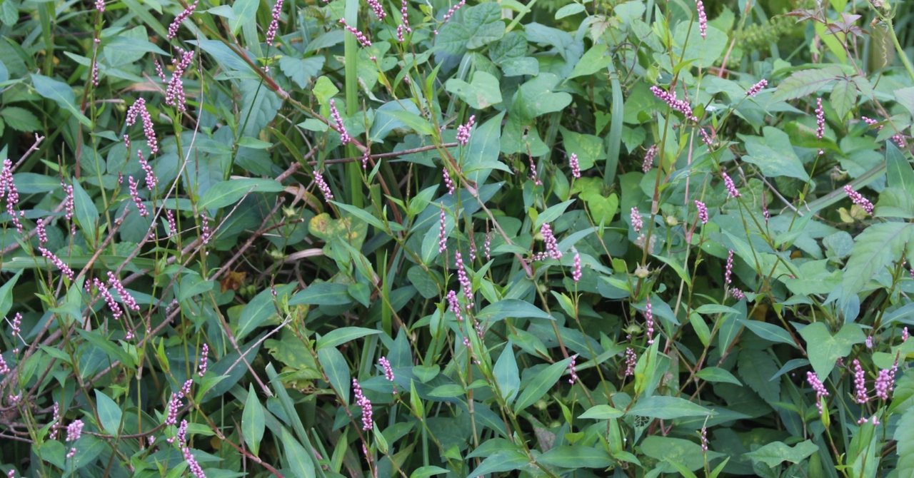 彼女、お借りします PC壁紙画像(1920×1080他) 5 更科るか アニメ壁紙ネット PC・Android・iPhone壁紙・画像