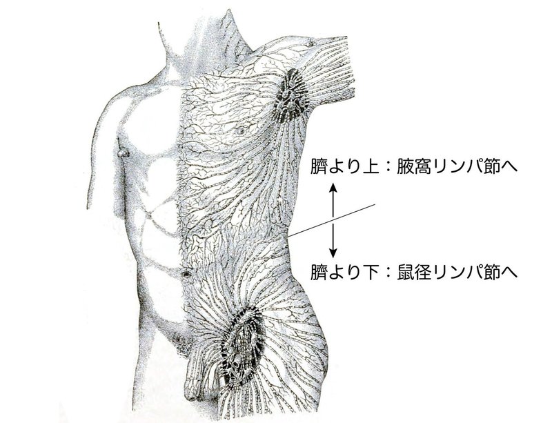 循環器系-26-腋窩リンパ節と鼠径リンパ節SQ図