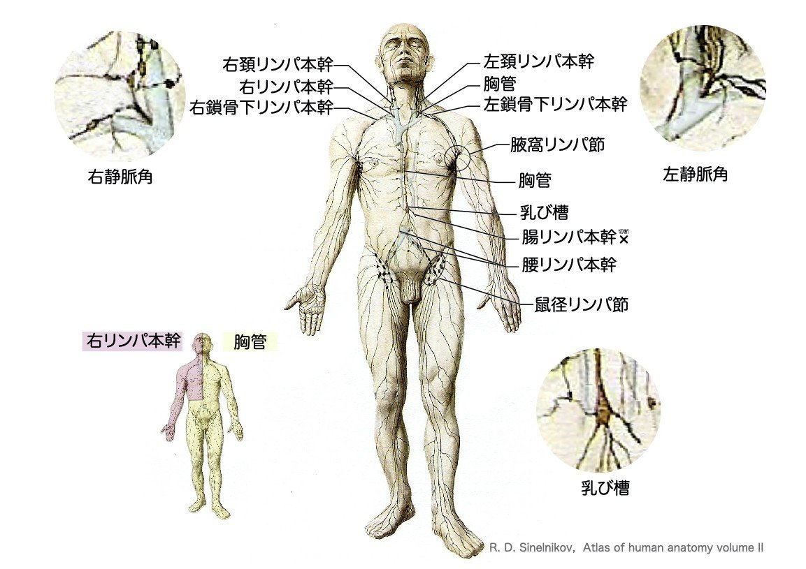 2 6 2 循環器系 リンパ系 一問一答 黒澤一弘 Note