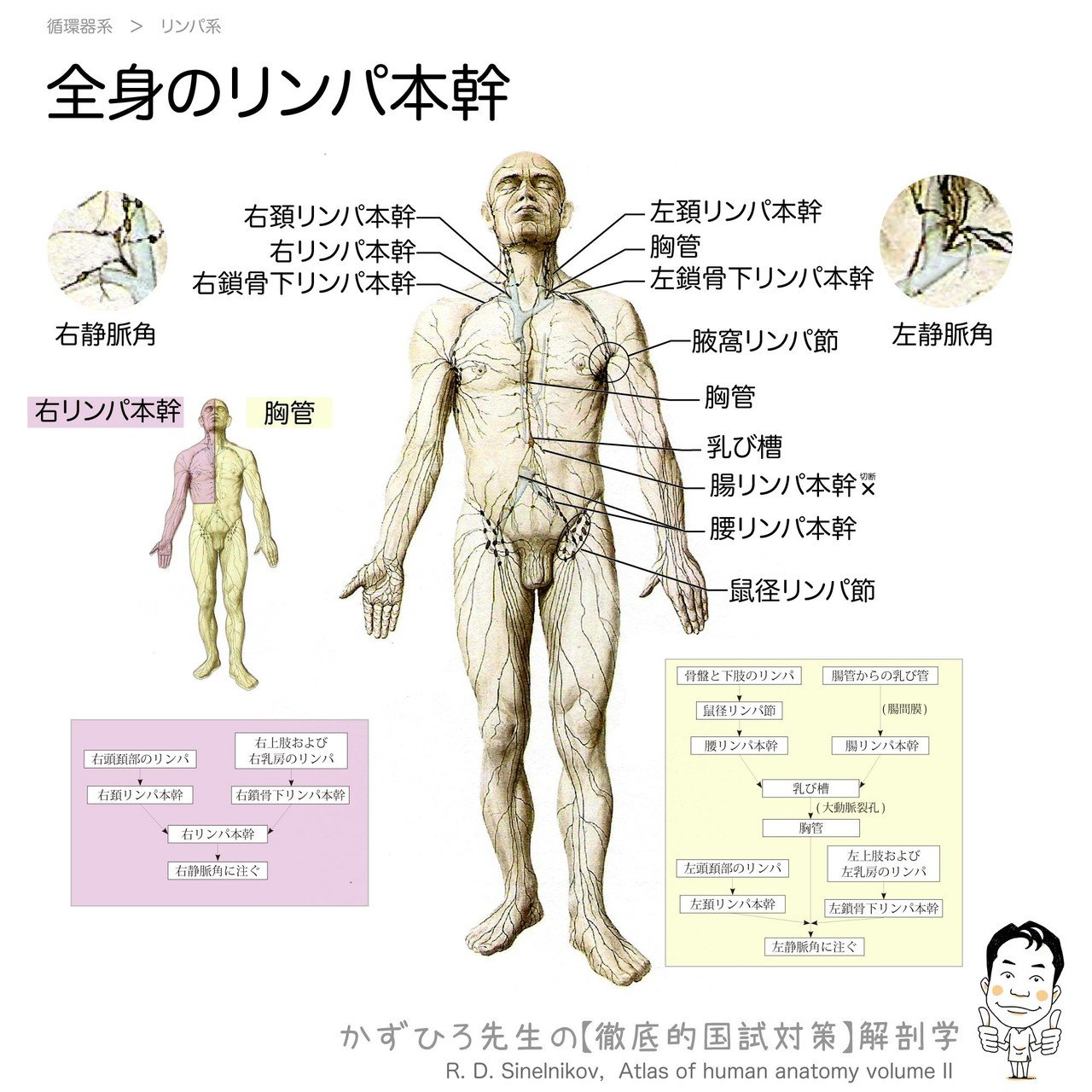 2 6 2 循環器系 リンパ系 一問一答 黒澤一弘 Note