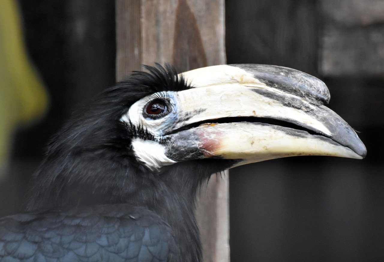 カササギサイチョウ サイチョウ目サイチョウ科 Hirahiranote Note