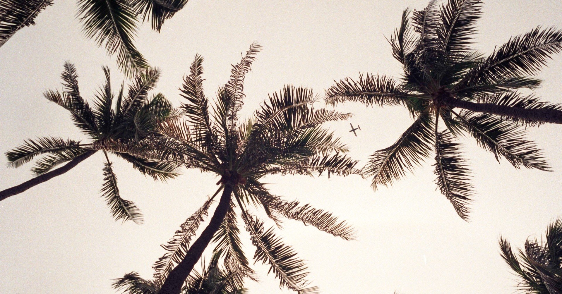 椰子と棕櫚｜大川直也