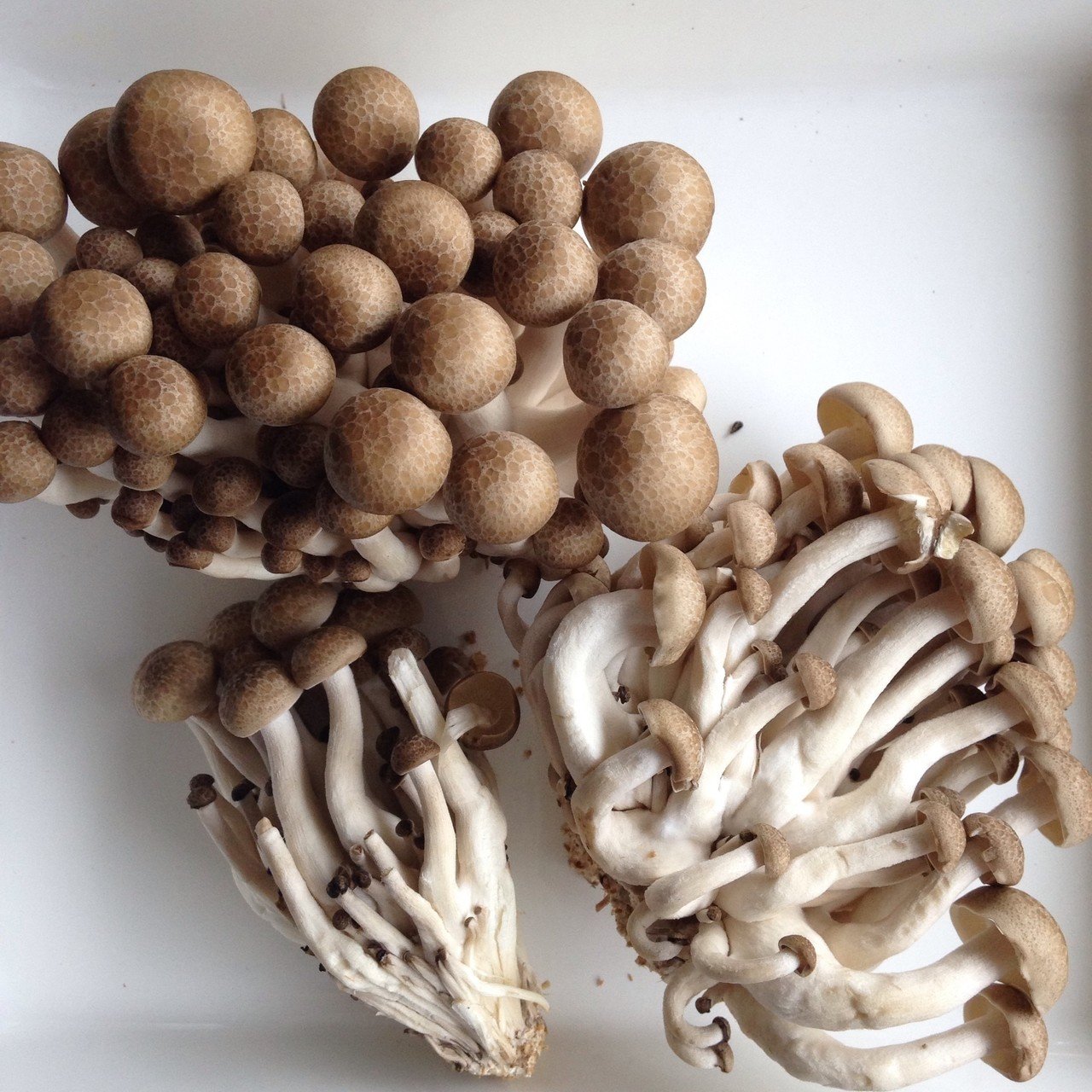 スーパーで買えるきのこ図鑑 有賀 薫 Note スーパーで買えるきのこ図鑑 有賀 薫 Note