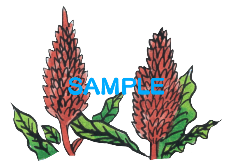 イラストデータ販売 透過png 秋 冬の花のイラスト12個 サザンカ キキョウ キンモクセイ コスモス ツバキ バラ キク ポインセチア ヒガンバナ ケイトウ 落ち葉 水やり アス太郎2 Note