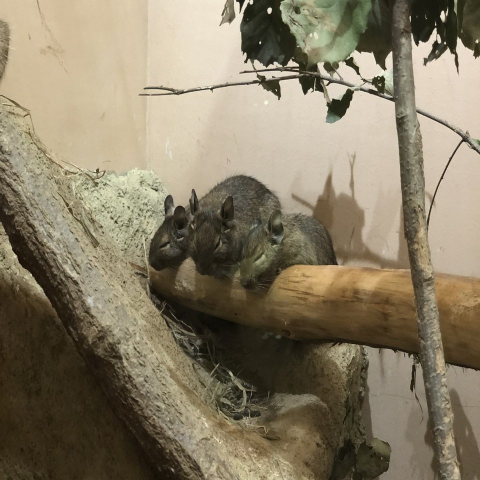 グンディを見に行った Njrecalls Note