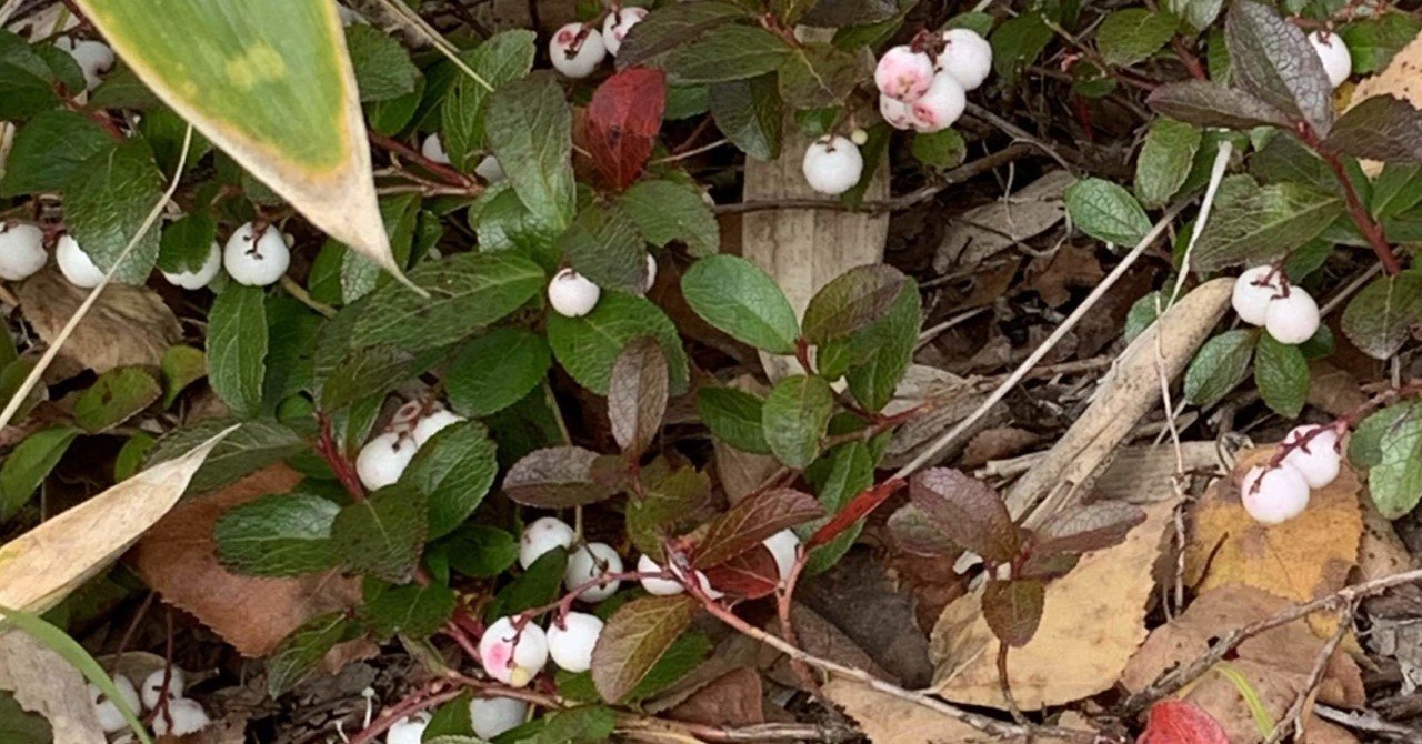 秘湯 中の湯温泉に泊まって焼岳登山 5 シラちゃん Note 秘湯 中の湯温泉に泊まって焼岳登山 5 シラちゃん Note