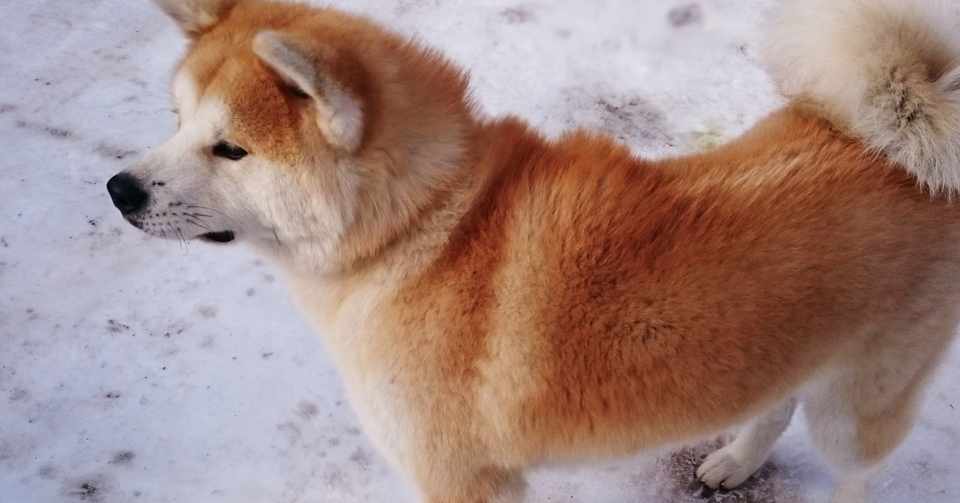 本当かよ 柴犬 秋田犬ファンへ朗報です しばいぬたろう Note