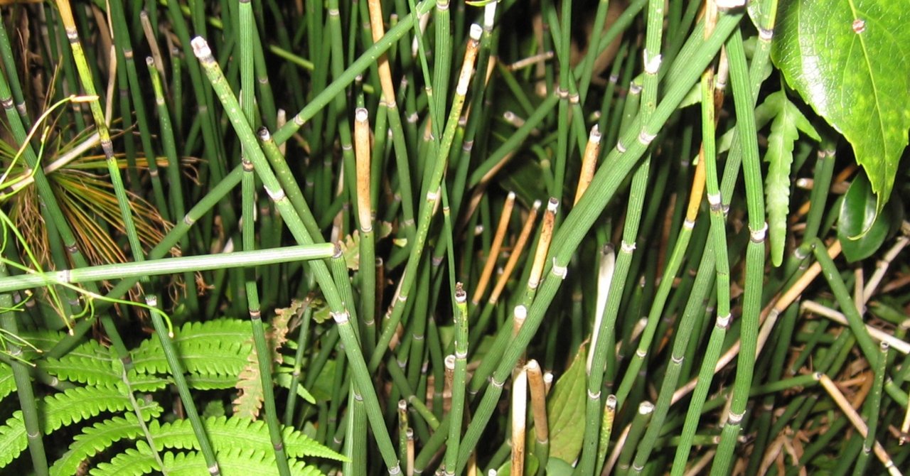 木賊 の新着タグ記事一覧 Note つくる つながる とどける