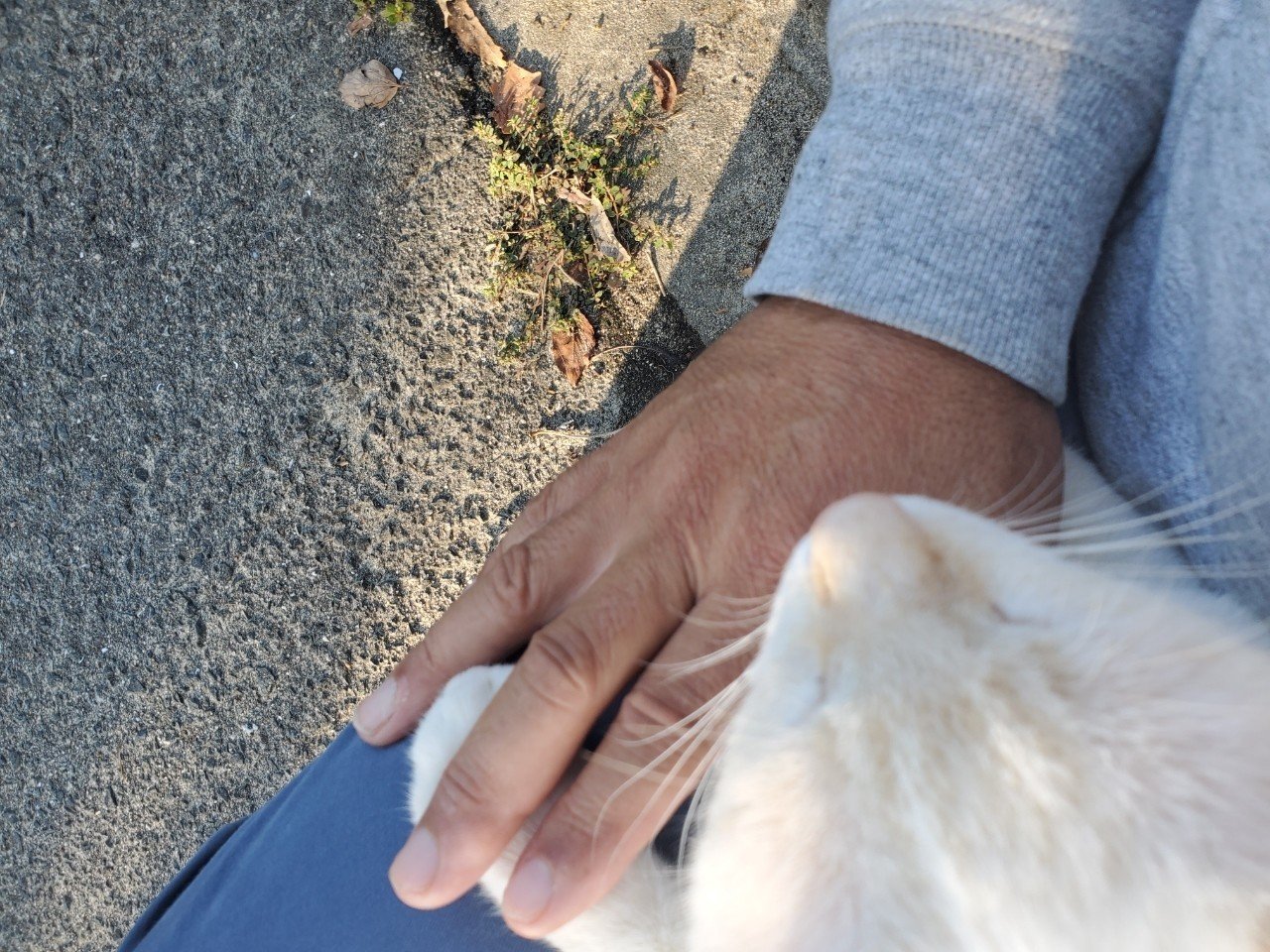 自分で膝の上に飛び乗るよっちゃん 猫日記71回目 ゆうきりんりん Note