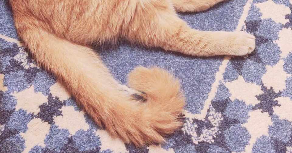 猫になる 23 幸運のかぎしっぽ Ryosukewexer Note