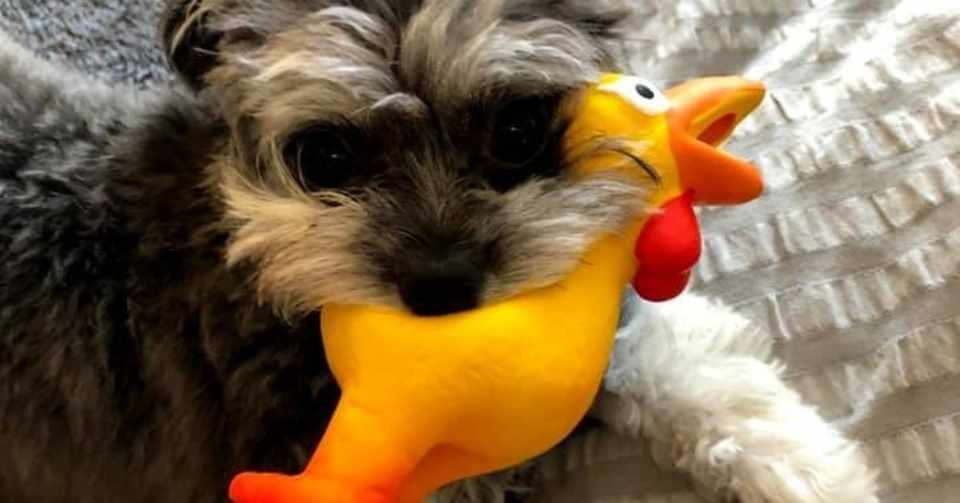 人間と犬の命 わたしは 人間以外の生き物を対等な存在とは見れない サニー校長 櫻井辰徳 Note