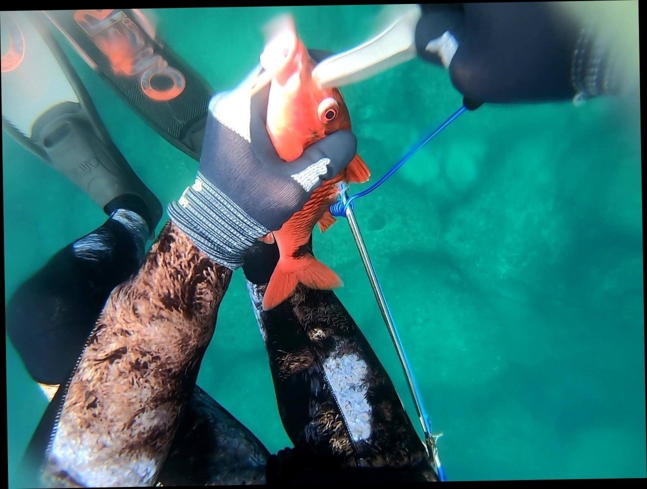脳締めと血抜きをしよう 美味しく食べるために魚が獲れたらやるべきこと しまこ Note 脳締めと血抜きをしよう 美味しく食べるために魚が獲れたらやるべきこと しまこ Note