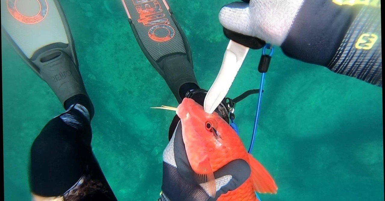 脳締めと血抜きをしよう 美味しく食べるために魚が獲れたらやるべきこと しまこ Note 脳締めと血抜きをしよう 美味しく食べるために魚が獲れたらやるべきこと しまこ Note