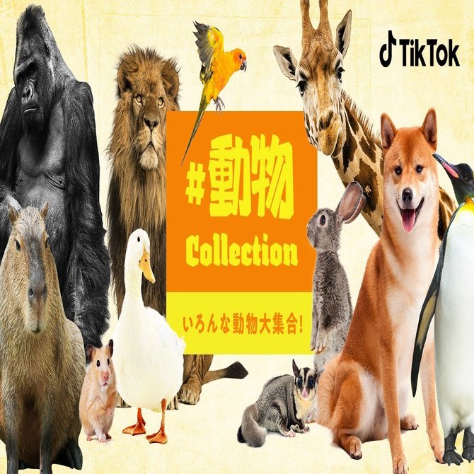 TikTokトレンド｜#動物コレクション、#ポップコーンデュエット｜TikTok Japan【公式】ティックトック