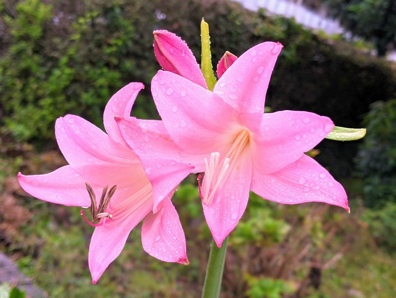 今朝の散策中に遭遇した植物たち 柘榴 Note