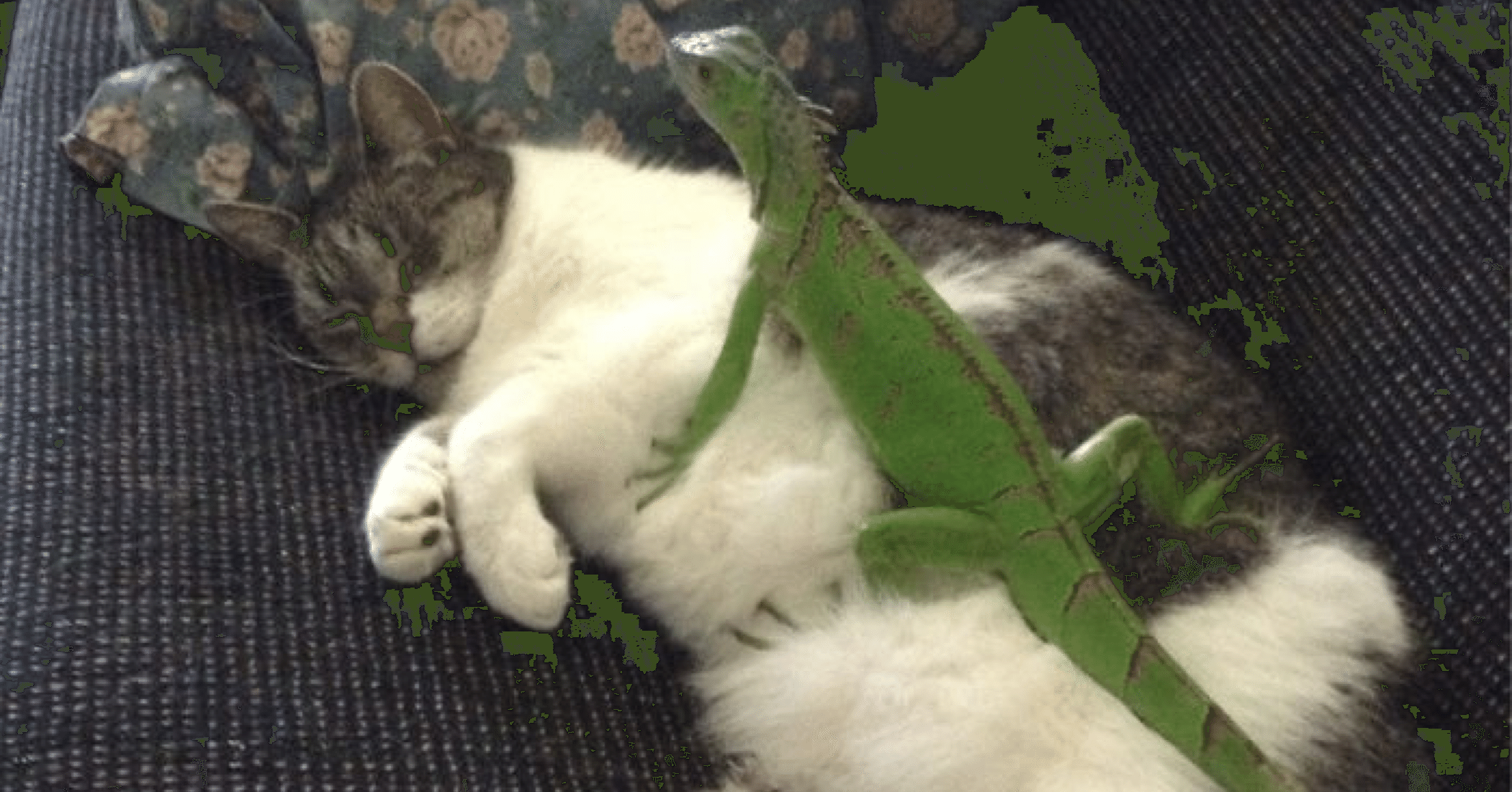猫にとっての ありえないお友だち 1 ノリノリ Note 猫にとっての ありえないお友だち 1 ノリノリ Note