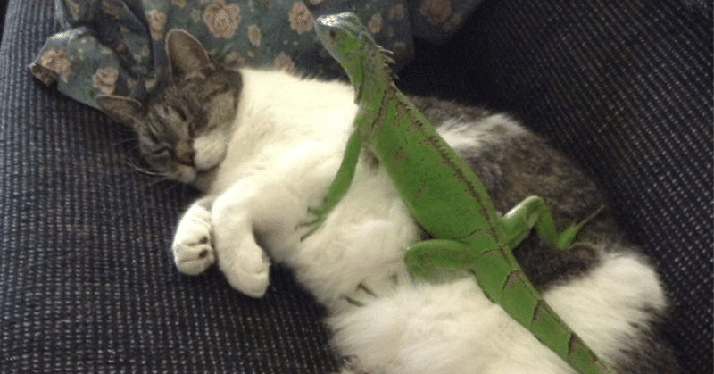 猫にとっての ありえないお友だち 1 ノリノリ Note 猫にとっての ありえないお友だち 1 ノリノリ Note