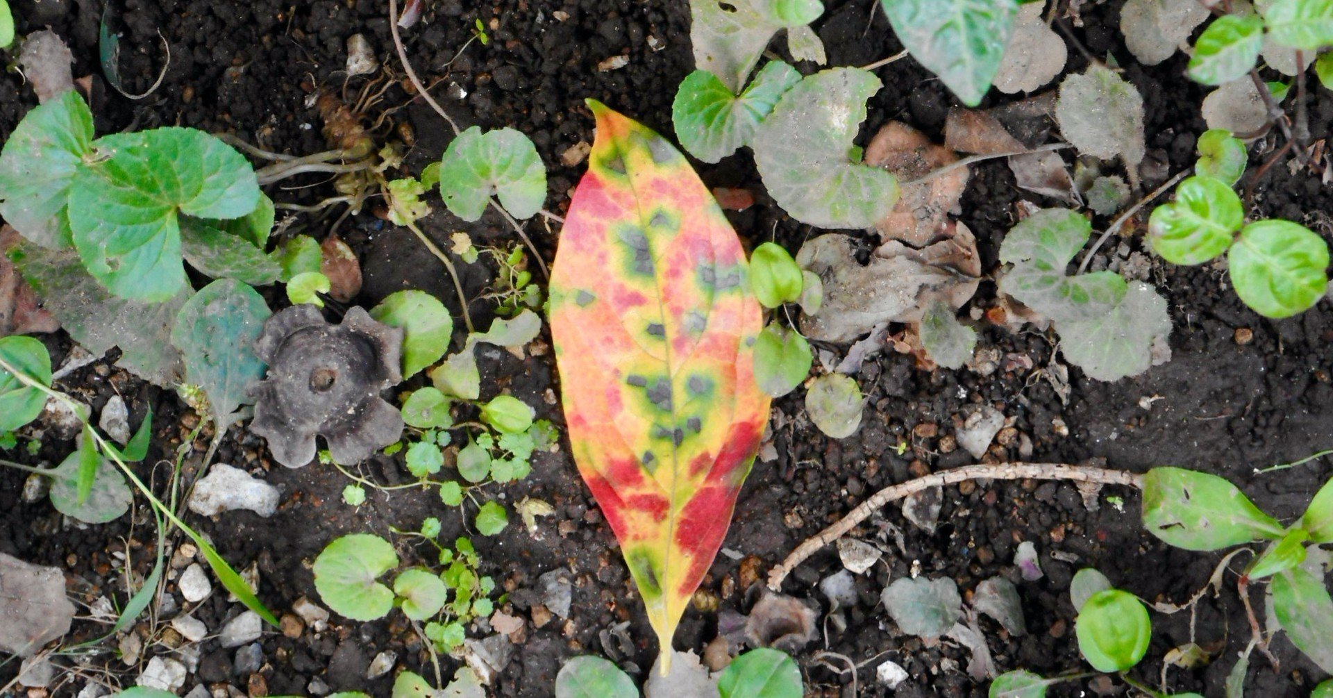 柿の葉の色 について おちまこと Note 柿の葉の色 について おちまこと Note