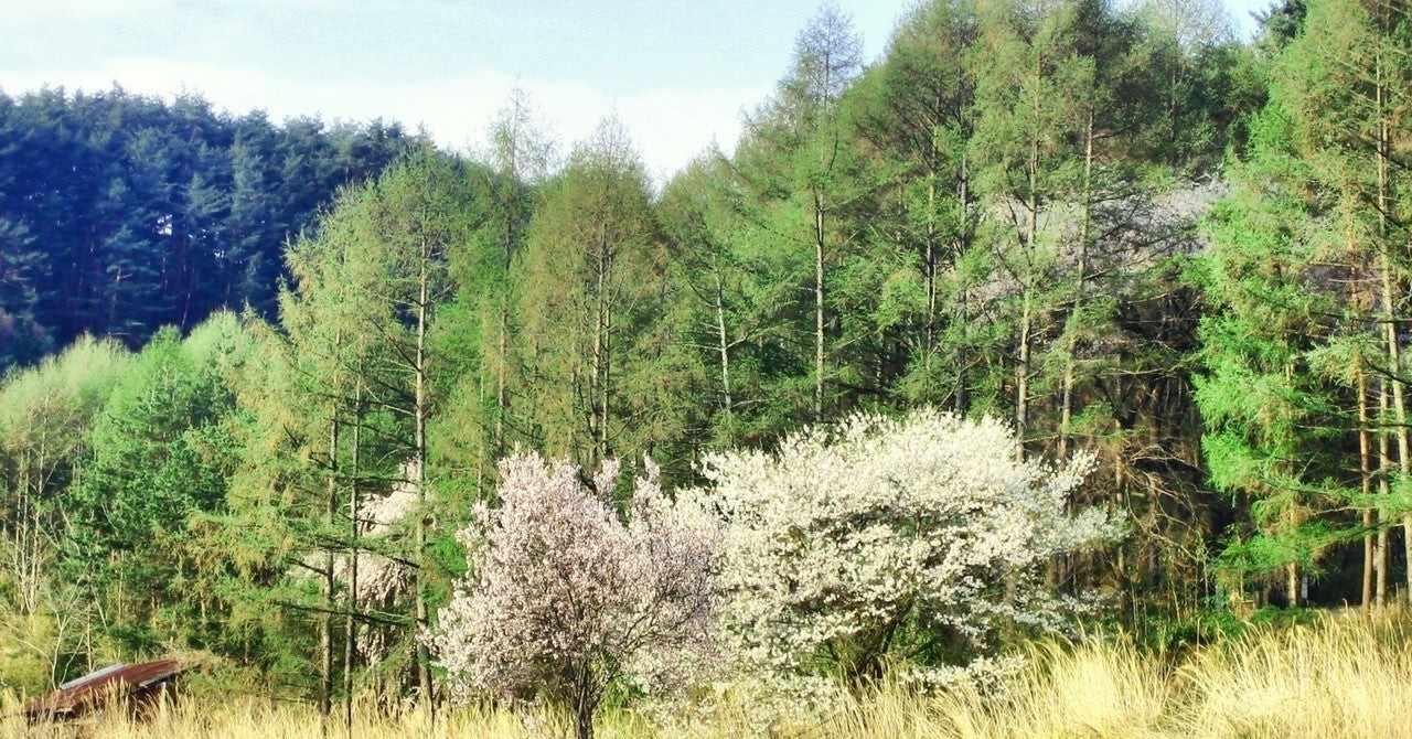 カラ松 の新着タグ記事一覧 Note つくる つながる とどける