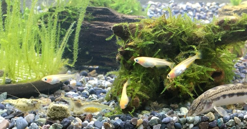 水槽立ち上げ の新着タグ記事一覧 Note つくる つながる とどける