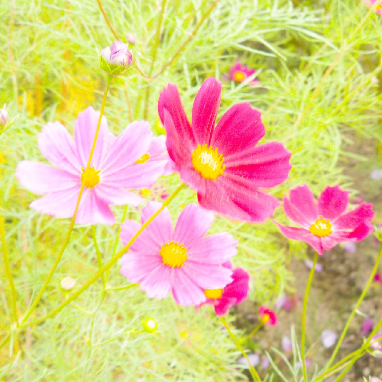 ピンクと赤のコスモス Takachihomirai Note