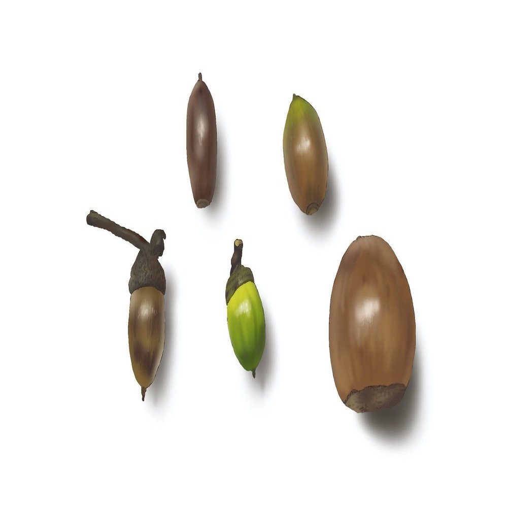 どんぐりを見つけたら拾わずにはいられない｜上田ちまき